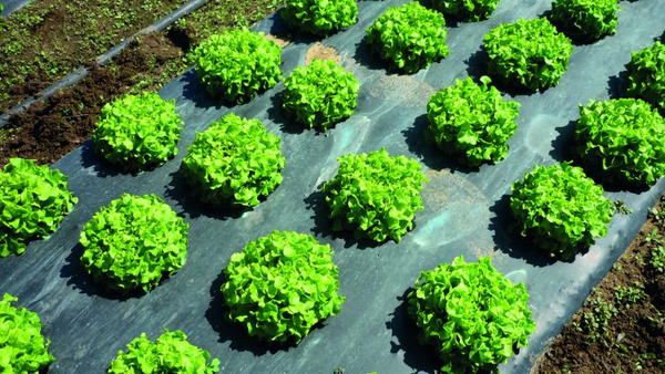 MULCH AGRICOLA