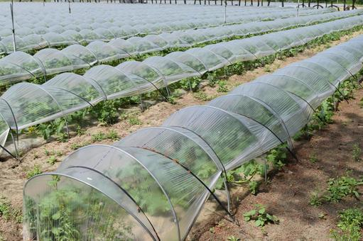 Tuneles Agricolas